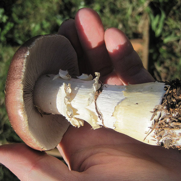 King Stropharia “Clemson” - Garden Giant - (Stropharia rugoso-annulata) - 5lb