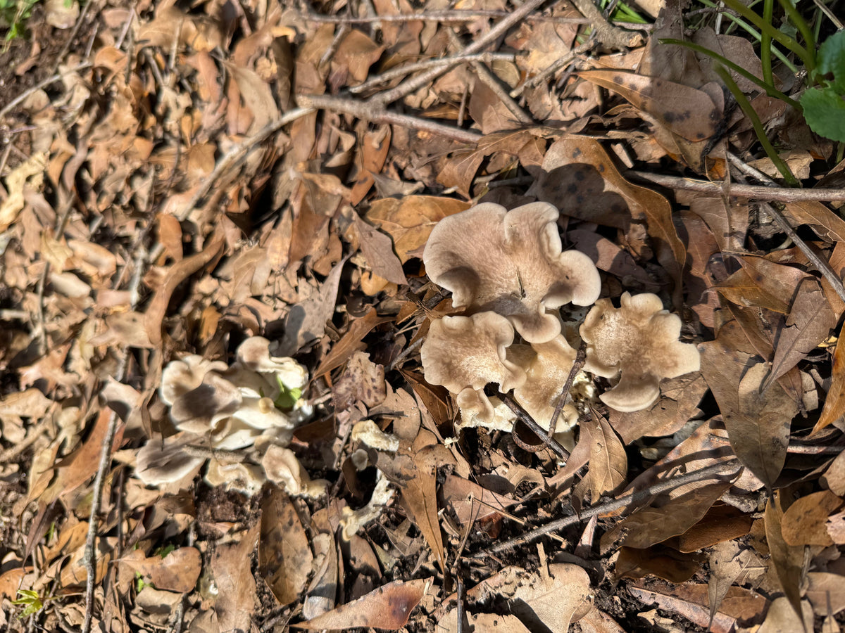 Tarragon Oyster MycoGarden Fruiting Kit - (Pleurotus euosmus)