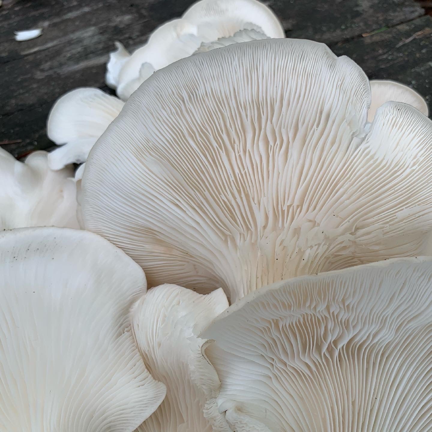 Phoenix Oyster MycoGarden Fruiting Kit  - (Pleurotus pulmonarius)
