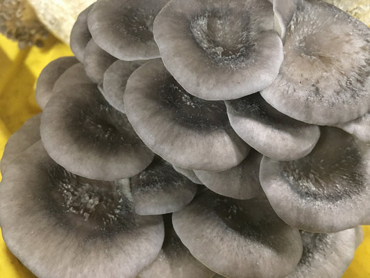 Cold Blue Oyster MycoGarden Fruiting Kit  - (Pleurotus ostreatus)