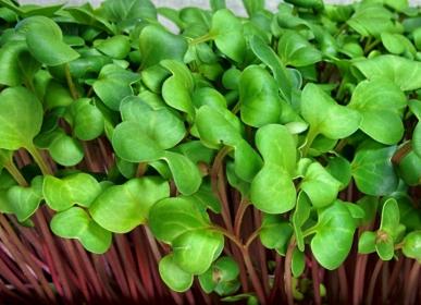 Radish Microgreen Seeds