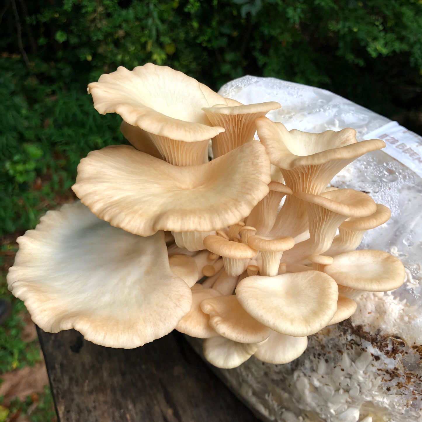 Phoenix Oyster MycoGarden Fruiting Kit  - (Pleurotus pulmonarius)