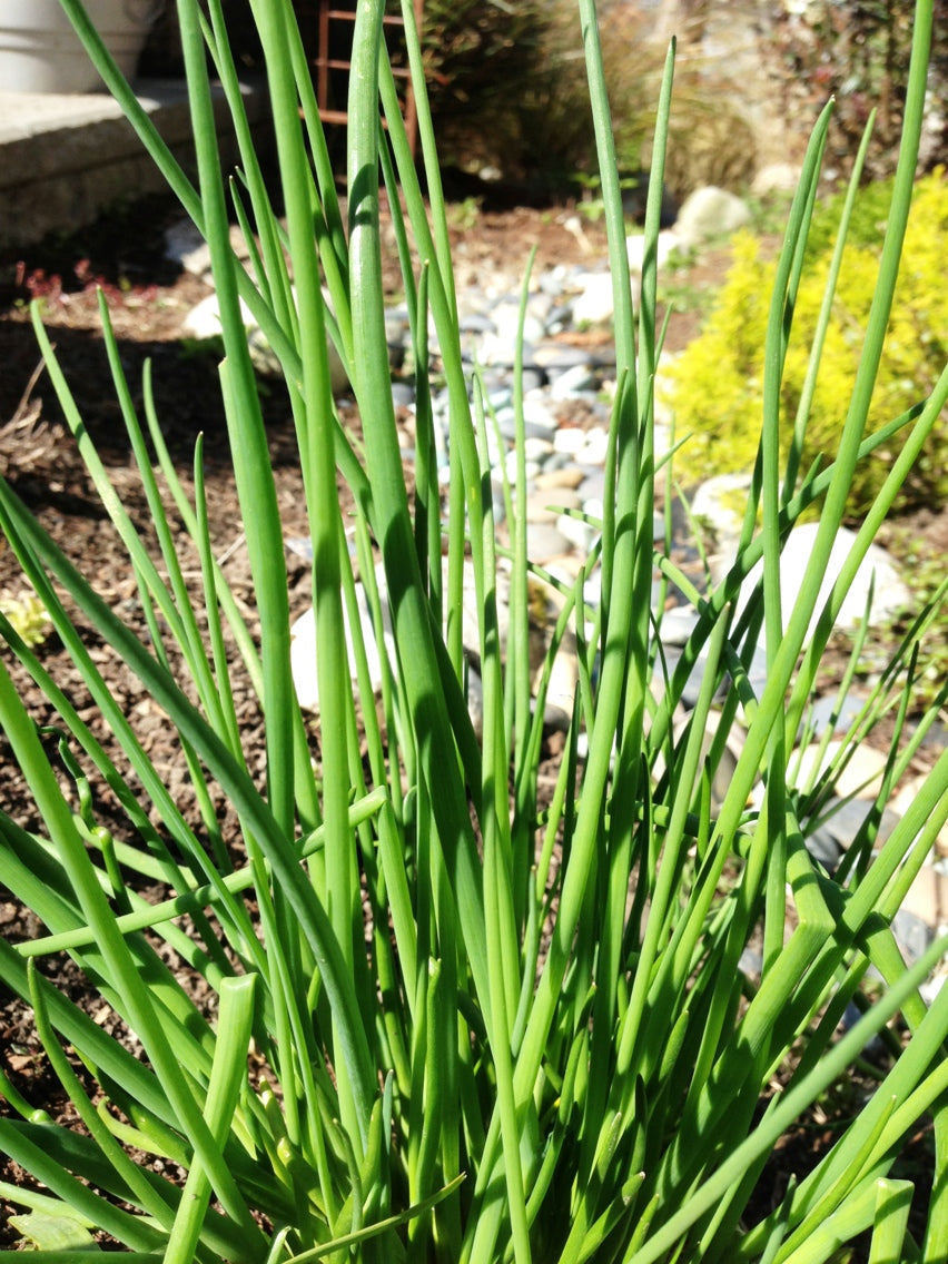 Onion Chive Seeds