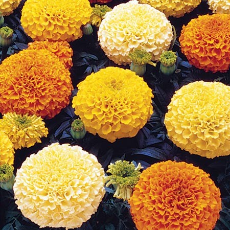 Crackerjack Marigold Seeds