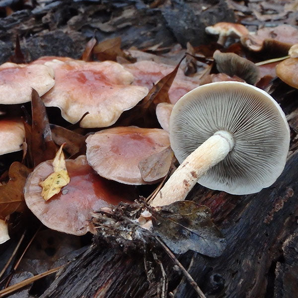Nameko MycoGarden Fruiting Kit - (Pholiota nameko)