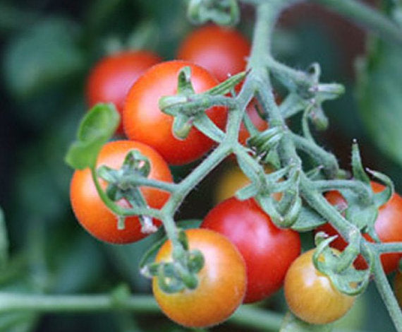Peacevine Tomato Seeds