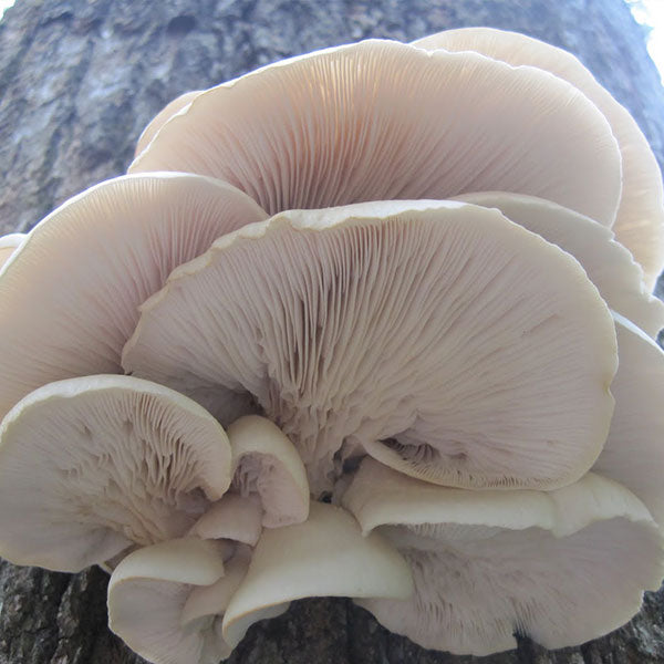 Phoenix Oyster MycoGarden Fruiting Kit  - (Pleurotus pulmonarius)