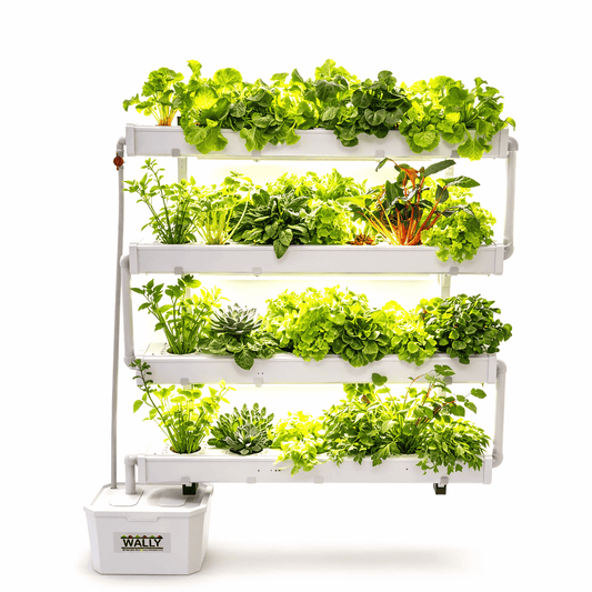 Wally 32 – Hydroponic Vertical System for Growing 32 Greens and Fruits